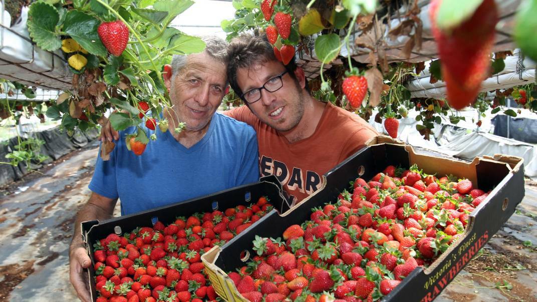 Fresh fruit: Asaf Bar Shalom and his father Hagay have mastered the technique of growing strawberries in greenhouses. Picture: Chris Lane