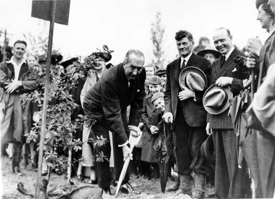 Stanley Bruce plants his tree in 1939. Photo: Blue Mountains Local Studies Collection