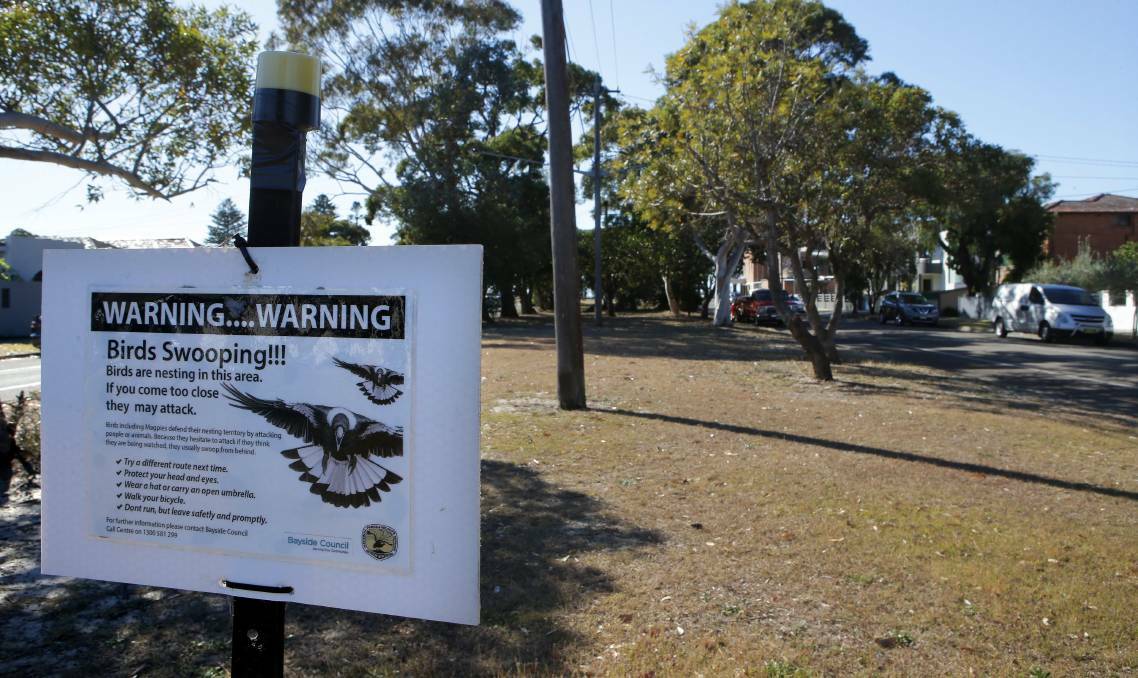 Warning: Signs in Sans Souci warn of rogue magpies injuring residents. Picture: John Veage