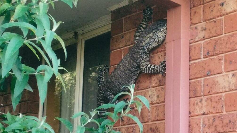 No, it's not wall art - it's a alive! Cast your mind back to 2015 when a man found this creature attached to the side of his house. Hit the photo for more.