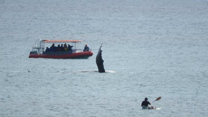Whales off the shores of Byron Bay, 27 September 2015. Photo Geoff Bensley Photo: Supplied