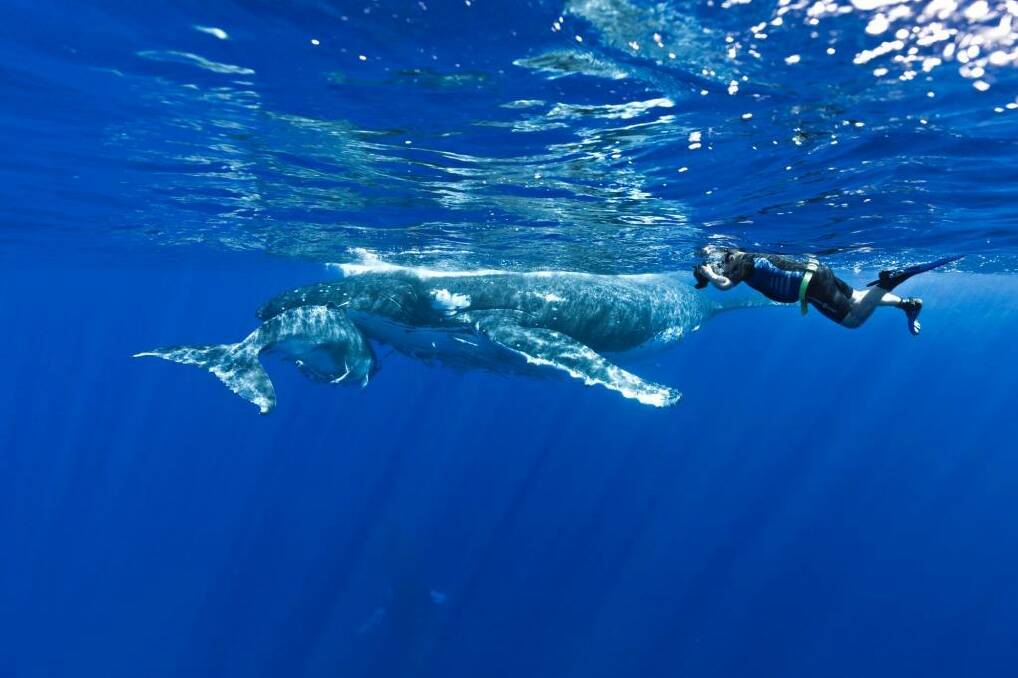 Swim with whales in Tonga.