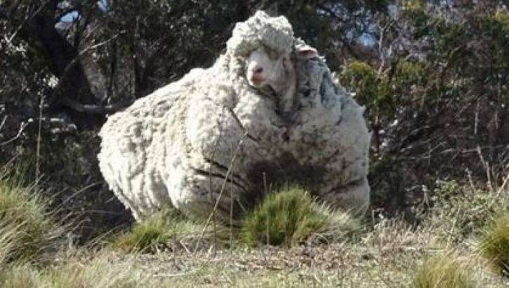 Chris the sheep lugged around more than 40 kilograms of wool before undergoing a major shearing operation on Thursday. Photo: RSPCA