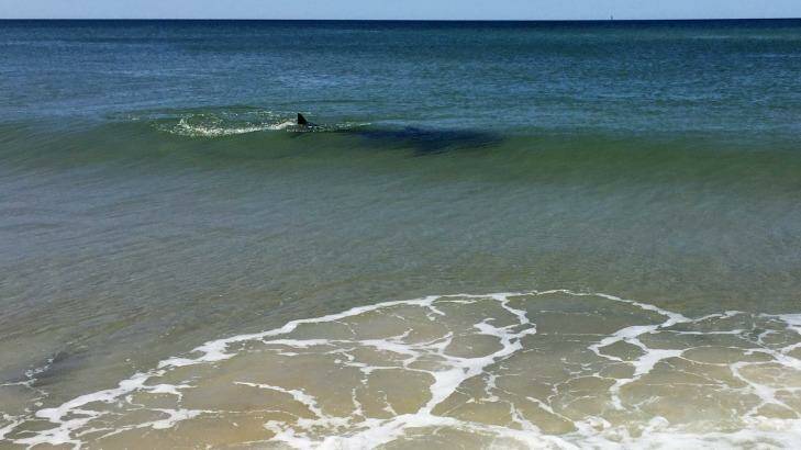 Among the sharks seen locally of late is this one, possibly a 2-3 metre bronze whaler, spotted in shallow water at Seven Mile Beach in Lennox Head on October 1. Photo: Aaron Hoffman