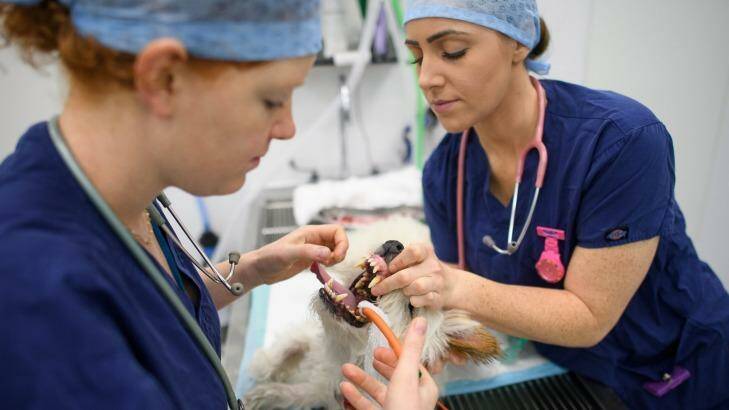 The gender balance in vet science has reversed in the last two decades. Photo: Photo: Leon Neal