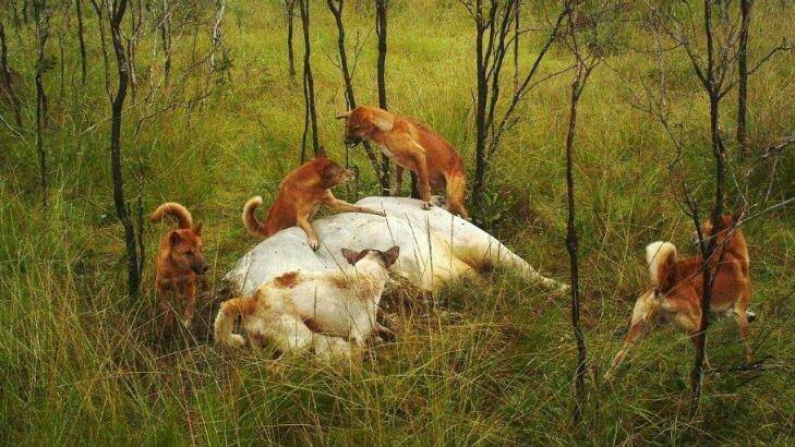 Wild dogs feeding on a carcass. 
 Photo: Graham Wienert, Invasive Animals CRC