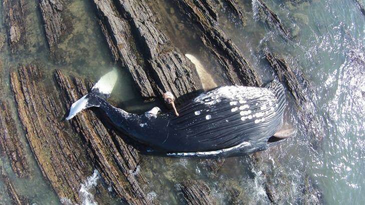 Dead humpback whale at Wallabi Point on the NSW Mid-North Coast. Photo: Dave Armstrong