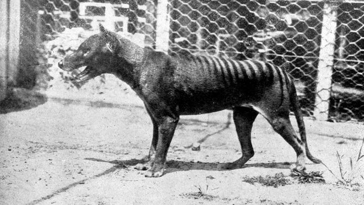 The last known Tasmanian Tiger, or Thylacine, died at Hobart Zoo in 1936.