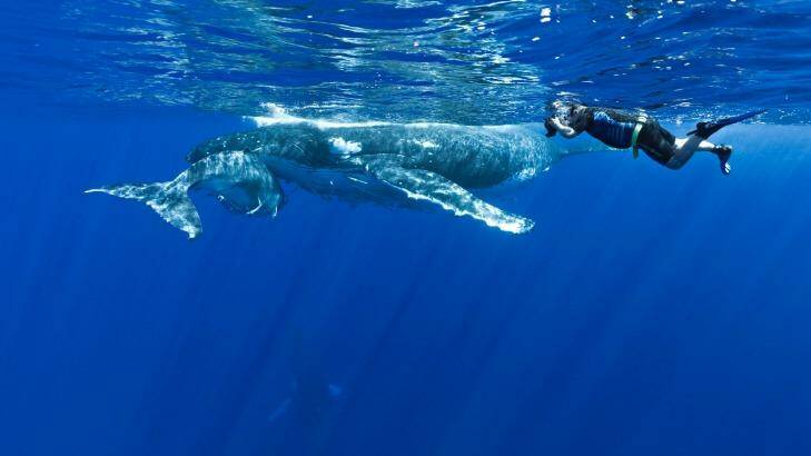 Swim with whales in Tonga.