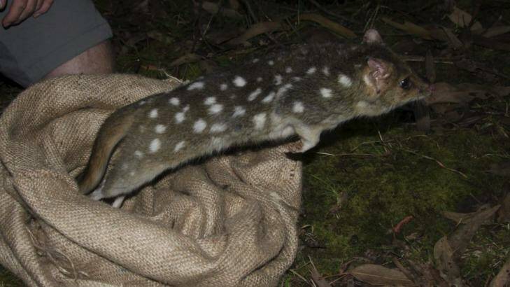 Fourteen quolls were released in the fenced sanctuary in March.