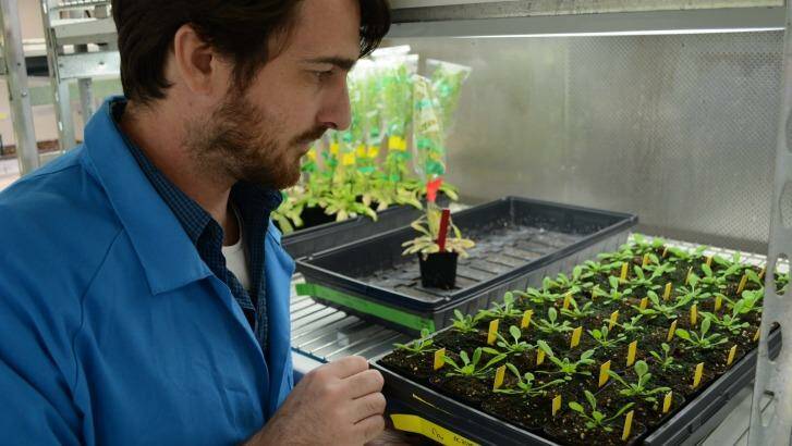 Dr Olivier Van Aken of the University of Western Australia gets up close and personal with his pet plants. Photo: Dr Olivier Van Aken