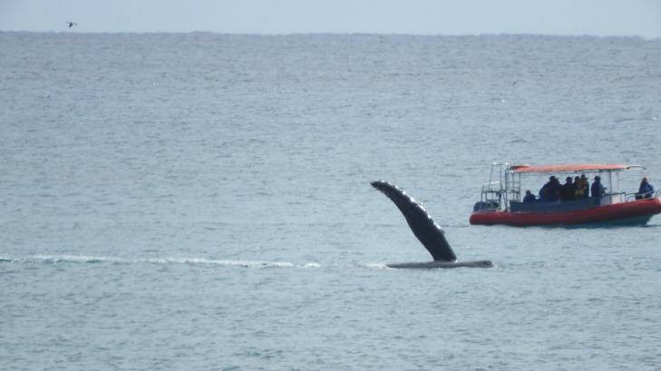 Whales seen off Byron Bay Photo: Geoff Bensley