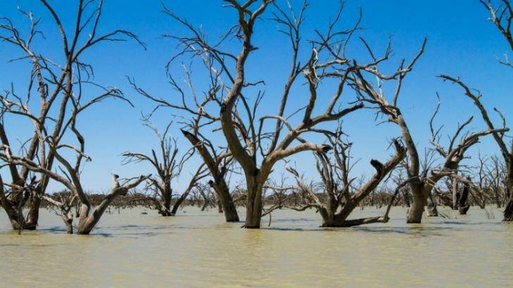 The Productivity Commission will conduct five-yearly audits of the Murray Darling Basin Plan. Photo: Lindy Allen