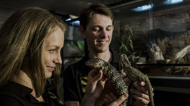 Emma and Luke Dunn have started Canberra's first licenced snake and reptile removal and relocation service. Photo: Jamila Toderas