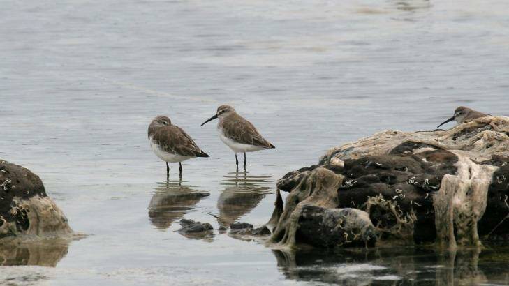 The sickle-billed Eastern curlew, and its smaller cousin, the curlew sandpiper (pictured), are the first shorebirds on the endangered species list. Photo: supplied