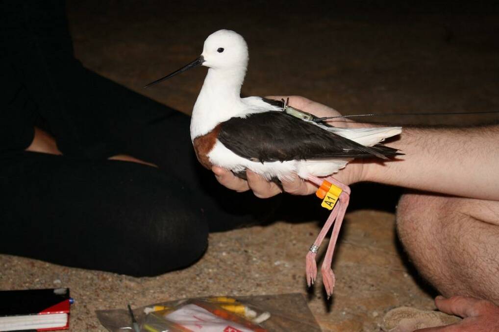 Put a ring on it: banded stilts have been tracked for the first time.  Photo: Ben Parkhurst 