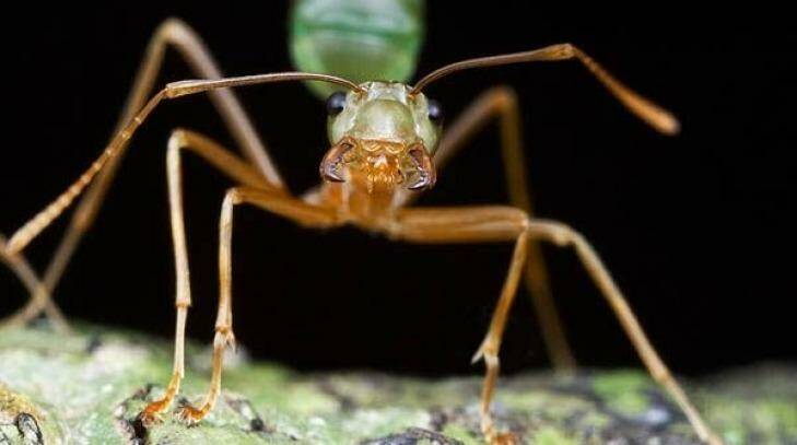 An ant shows an aggressive display. Photo: James Cook University