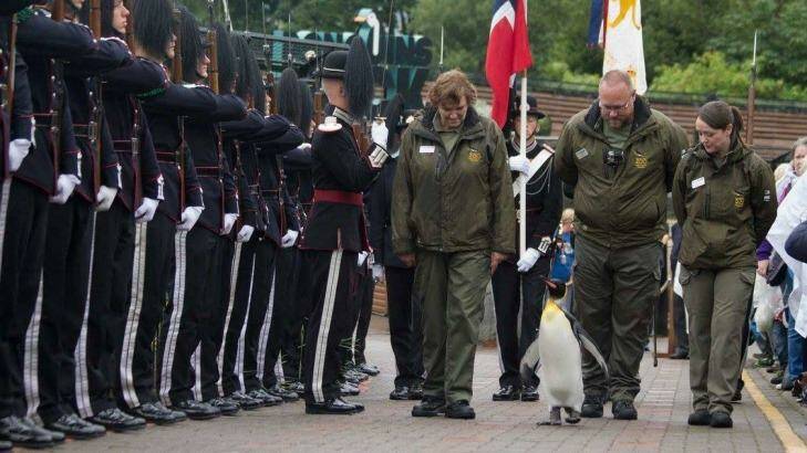 Over 50 members of His Majesty the King of Norway's Guard saluted the king penguin. Photo: RZSS Edinburgh Zoo