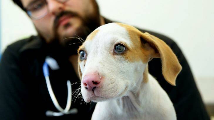 Sole survivor: the puppy has been named Lucky. Photo: Peter Stoop