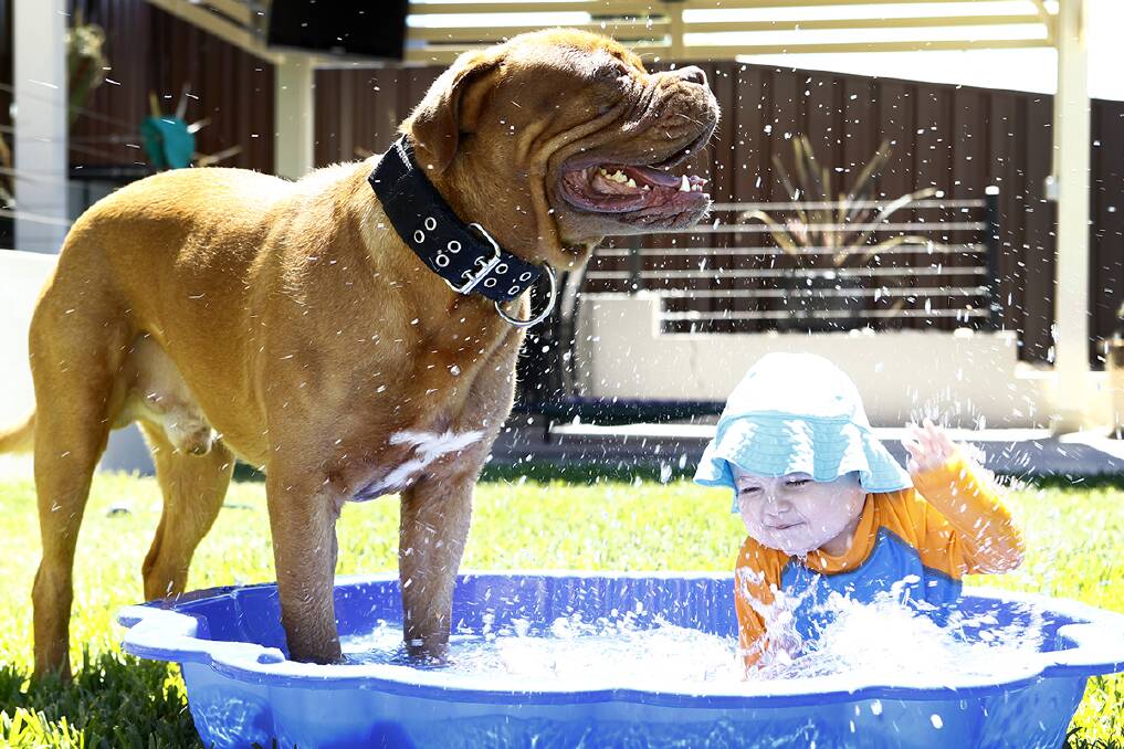 Xander and Thor (Dog) cool down with a swim after one of the hottest summers on record. Photo: Luke Fuda