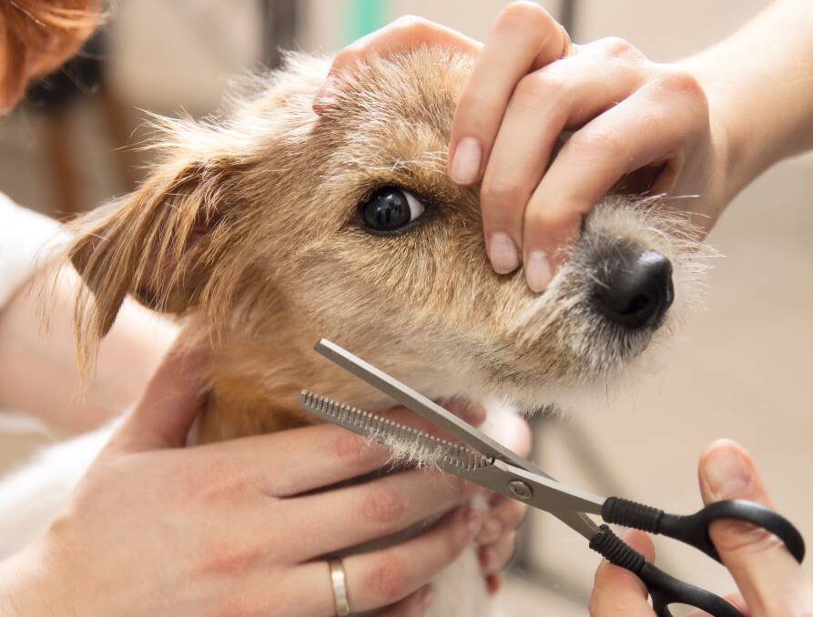 Tips to make grooming your dog an enjoyable experience