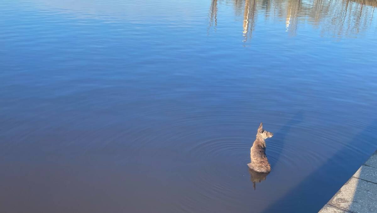 Bystanders pulled the seemingly distressed kangaroo from Lake Burley Griffin twice. Picture: Penelope Twemlow