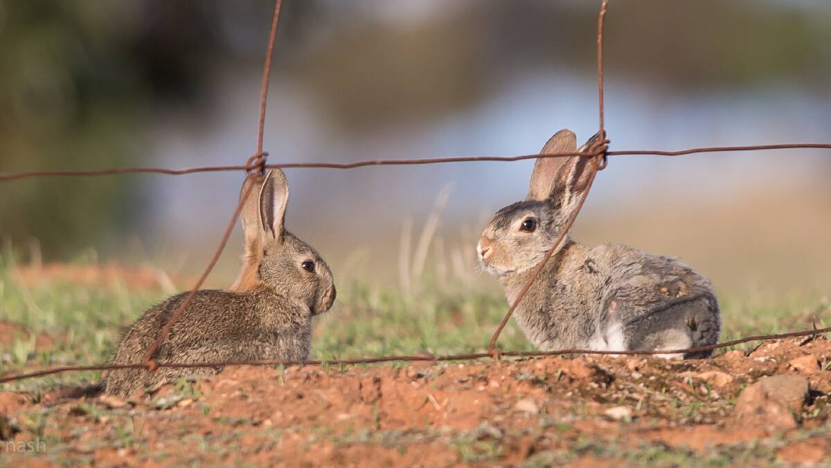 RASCALLY RABBIT: European rabbits were named the single biggest menace to natives species, while also costing farmers $216 million a year in lost productivity.