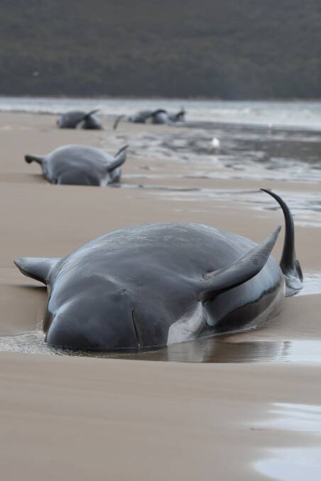 Whales at Ocean Beach. Picture: Brodie Weeding