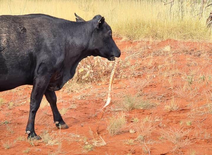 Experts say it would appear that a phosphorus deficiency may have made the cow put the snake its mouth. Photo: Andrew Gertz
