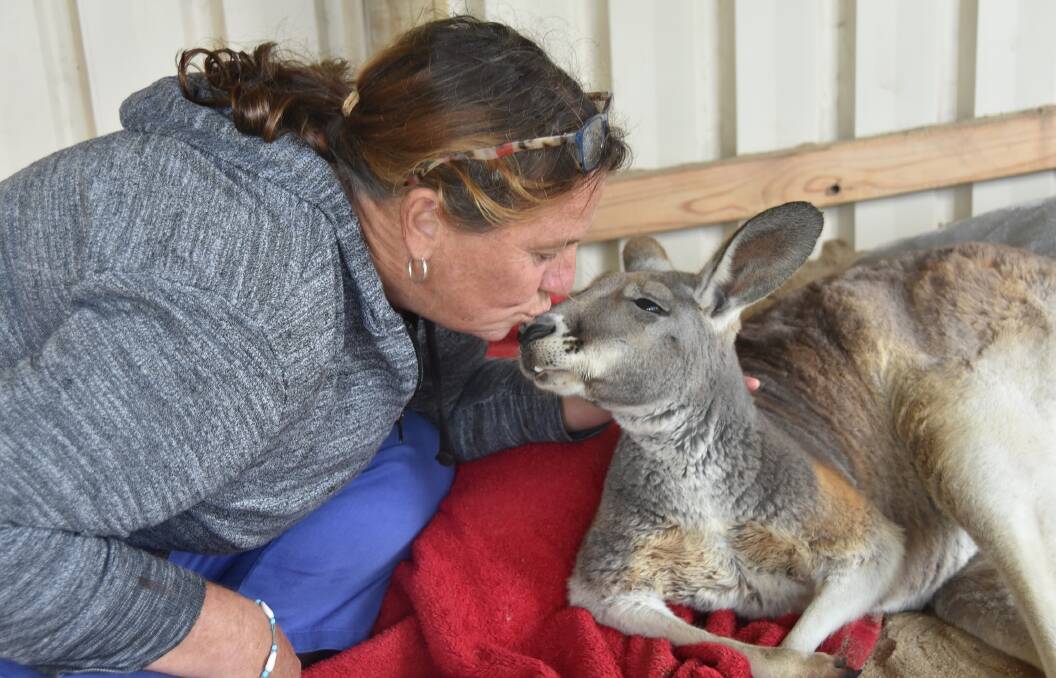 SMOOCH: Linda Davies gives rescued kangaroo Rocky a kiss on the nose at Two Songs Sanctuary in Port Lincoln.