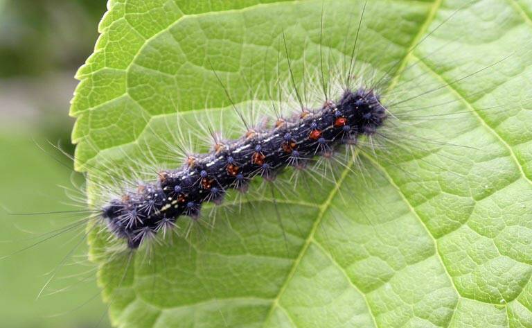 Threat: Spongy moth, formerly known as gypsy moth, is a notifiable plant pest in NSW.