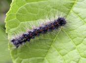 Threat: Spongy moth, formerly known as gypsy moth, is a notifiable plant pest in NSW.