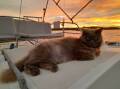Tattoo is a 12 year-old Russian Blue that lives on a yacht with her owner on Woolooware Bay. Picture supplied