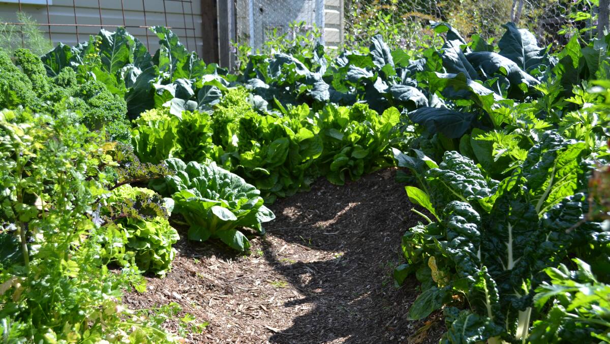 Location is important to consider when growing your own veg. Picture: Supplied.