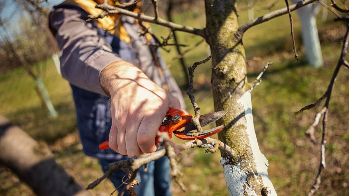 Clean cuts made with sharp tools repair quicker and reduce the risk of infection during winter pruning. Picture: Shutterstock