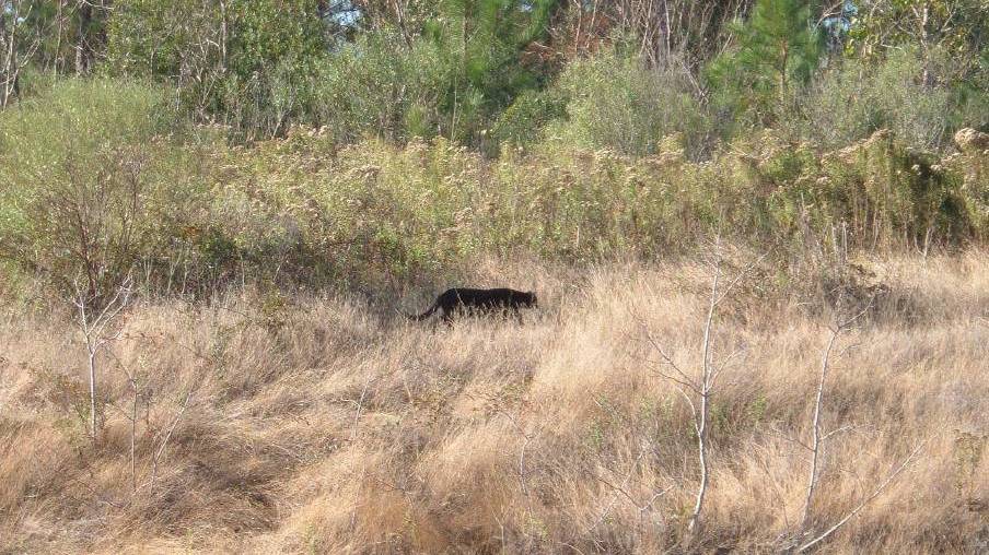 ON THE PROWL: A black panther sighted at Mount Sugarloaf, near Newcastle.