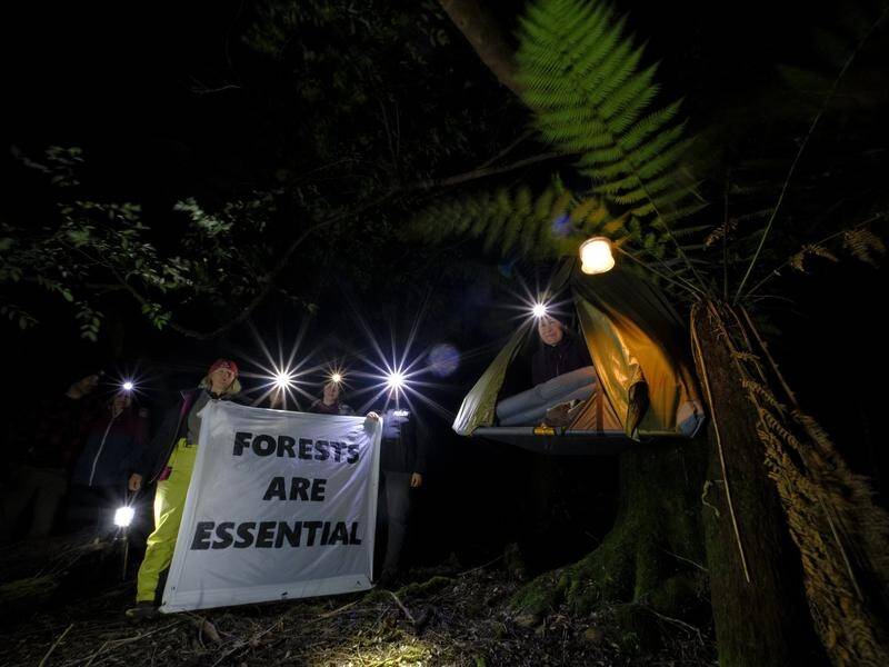 The campaign to save the Tarkine forest has been taken to lofty heights, with camps in the treetops.