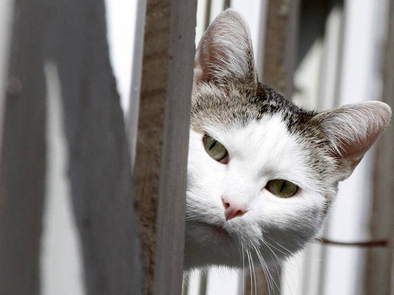 Cats can become infected with COVID-19 but dogs are not vulnerable, according to a new study.