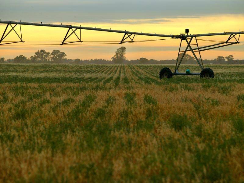 The SA government is trying to lift a ban on genetically modified crops on the SA mainland.