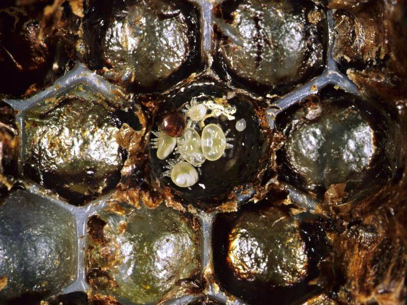Biosecurity Queensland undertook a second eradication program of varroa mites at Townsville.