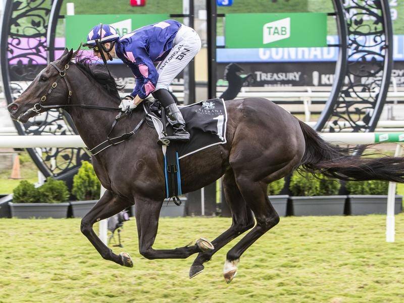 Capital Connection will step up in class when he contests the Swiss Ace Plate at the Sunshine Coast.