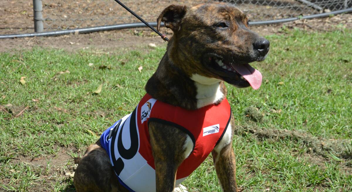 PETS OF THE WEEK Melbourne Cup at Liverpool Animal